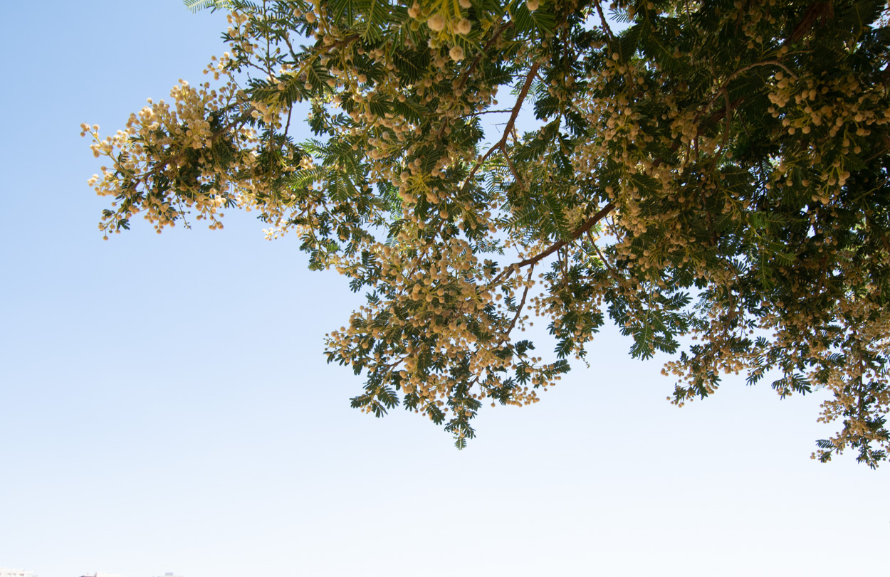 Image of Vachellia sieberiana specimen.