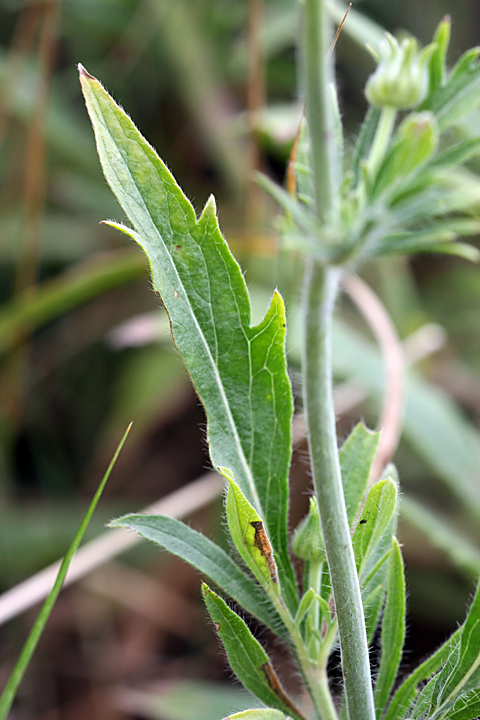 Image of Lomelosia songarica specimen.