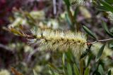 Callistemon pallidus