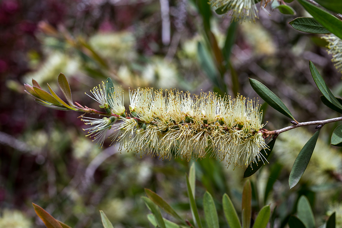 Image of Callistemon pallidus specimen.