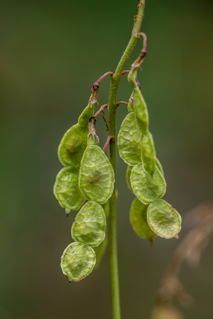 Изображение особи Hedysarum caucasicum.