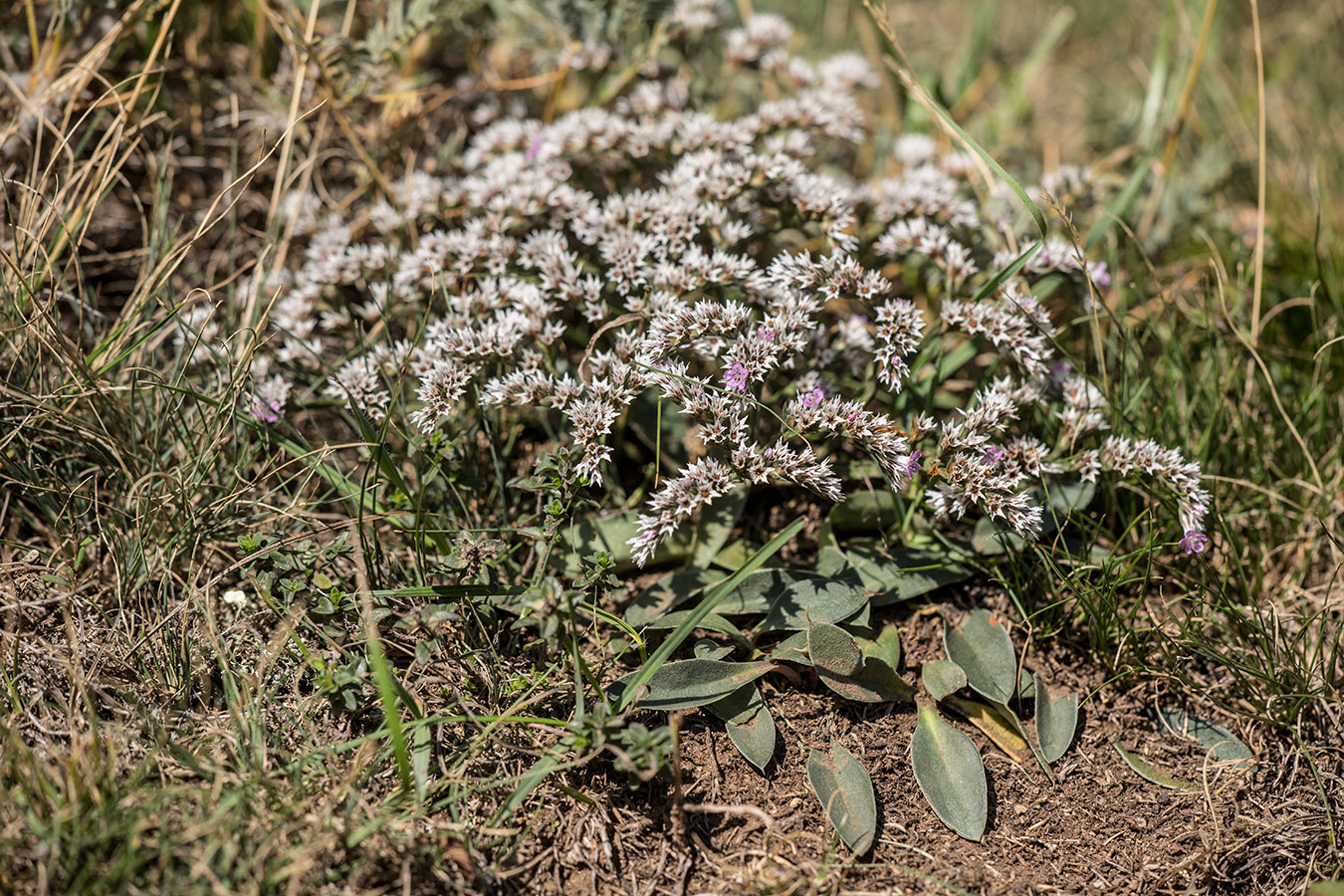 Image of Goniolimon tataricum specimen.