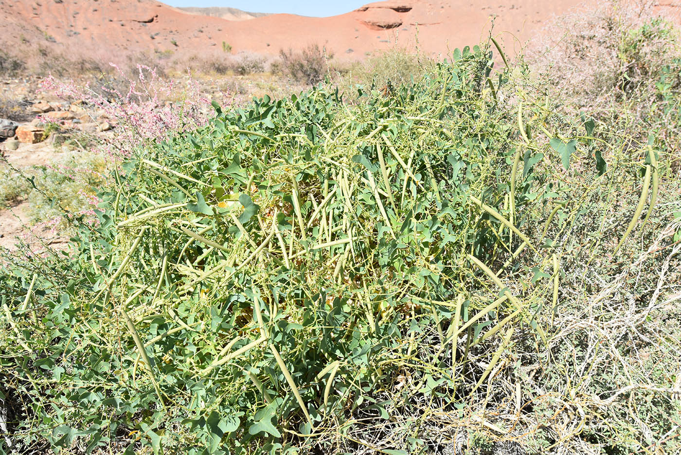Image of Cynanchum sibiricum specimen.