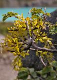 Misodendrum quadriflorum. Плодоносящее (?) растение (женский экземпляр), паразитирующее на Nothofagus pumilio. Аргентина, пров. Санта-Круз, нац. парк «Лос-Гласьярес», окр. ледника Huemul, 725 м н.у.м., верхняя граница леса. 14.03.2014.