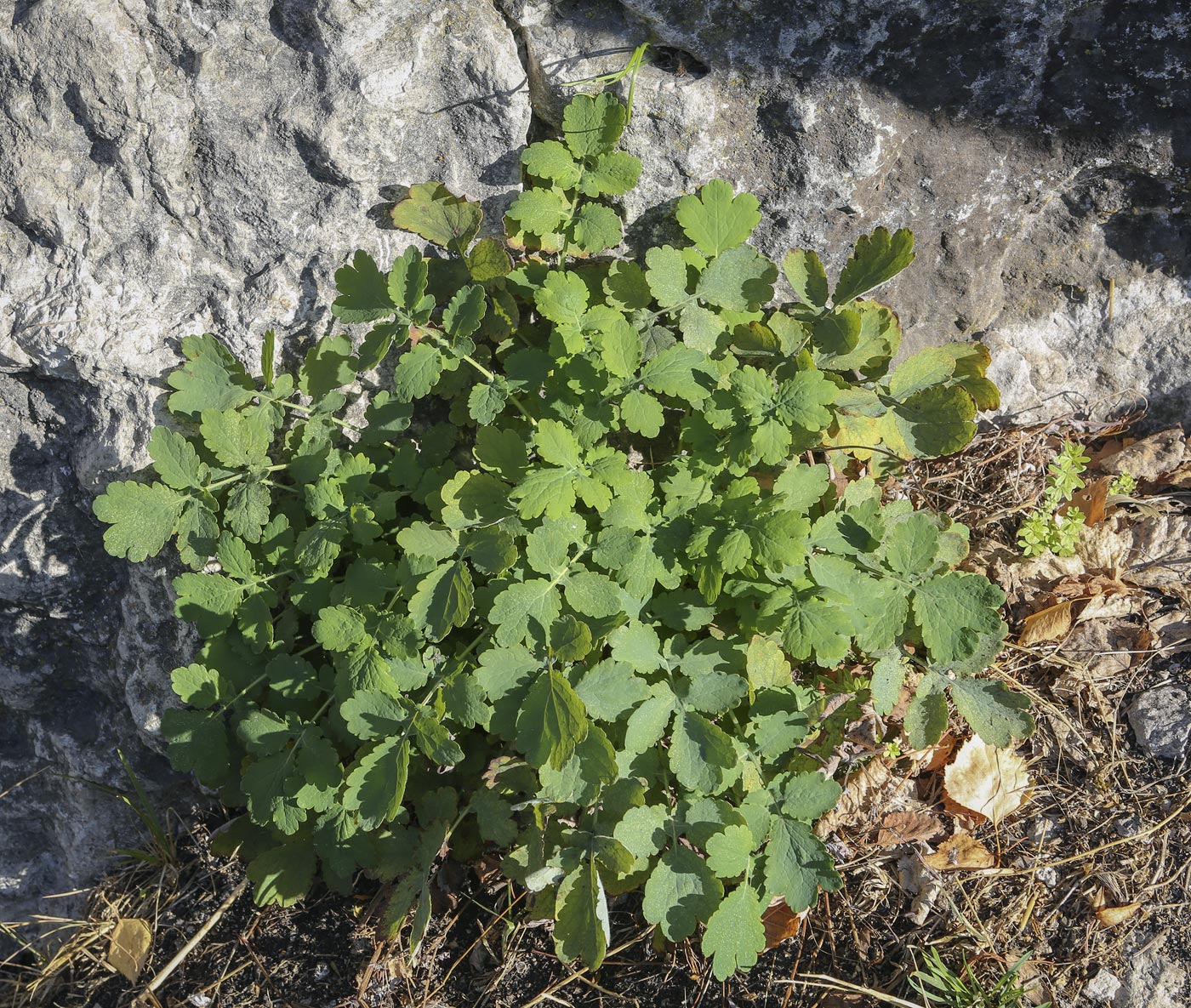 Image of Chelidonium majus specimen.