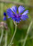 Centaurea cyanoides. Соцветие. Израиль, лес Бен-Шемен. 09.04.2022.