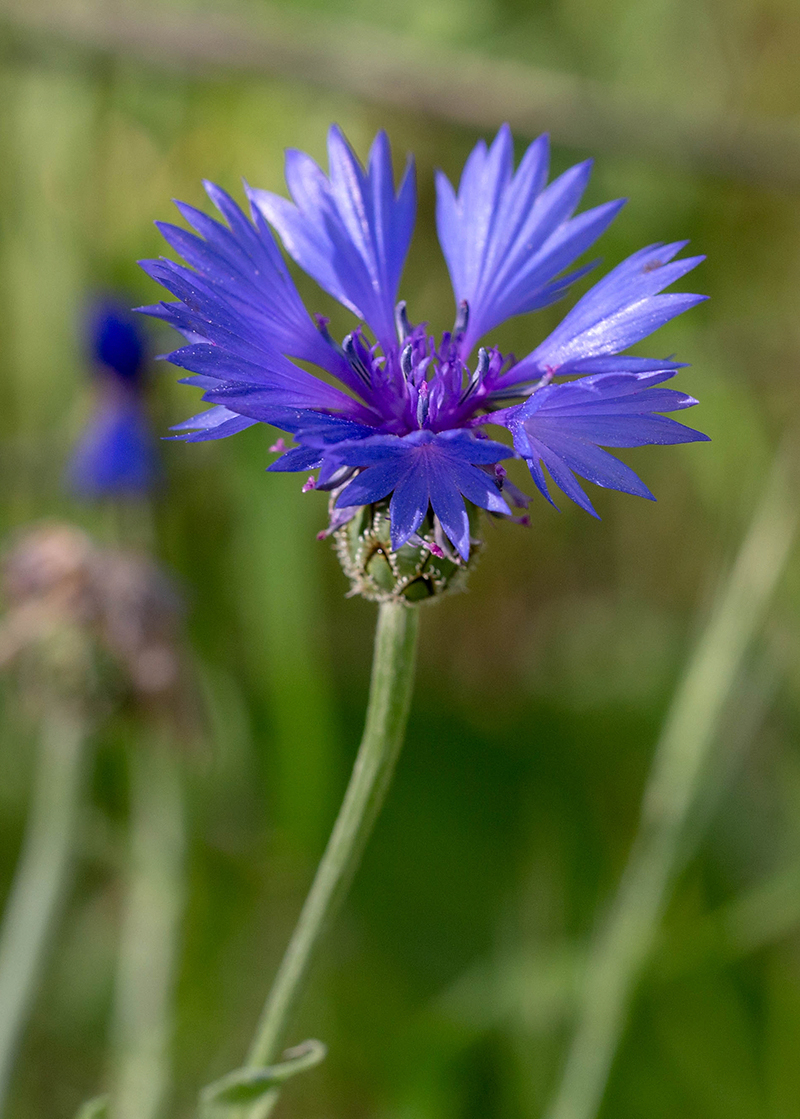 Image of Centaurea cyanoides specimen.