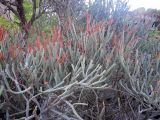 Euphorbia xylophylloides. Плодоносящее растение. Мадагаскар, провинция Фианаранцуа, окр. г. Ambalavao, заповедник \"Анжи\". 02.12.2019.