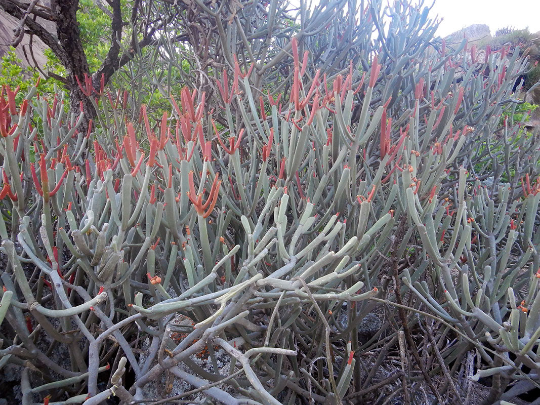 Image of Euphorbia xylophylloides specimen.