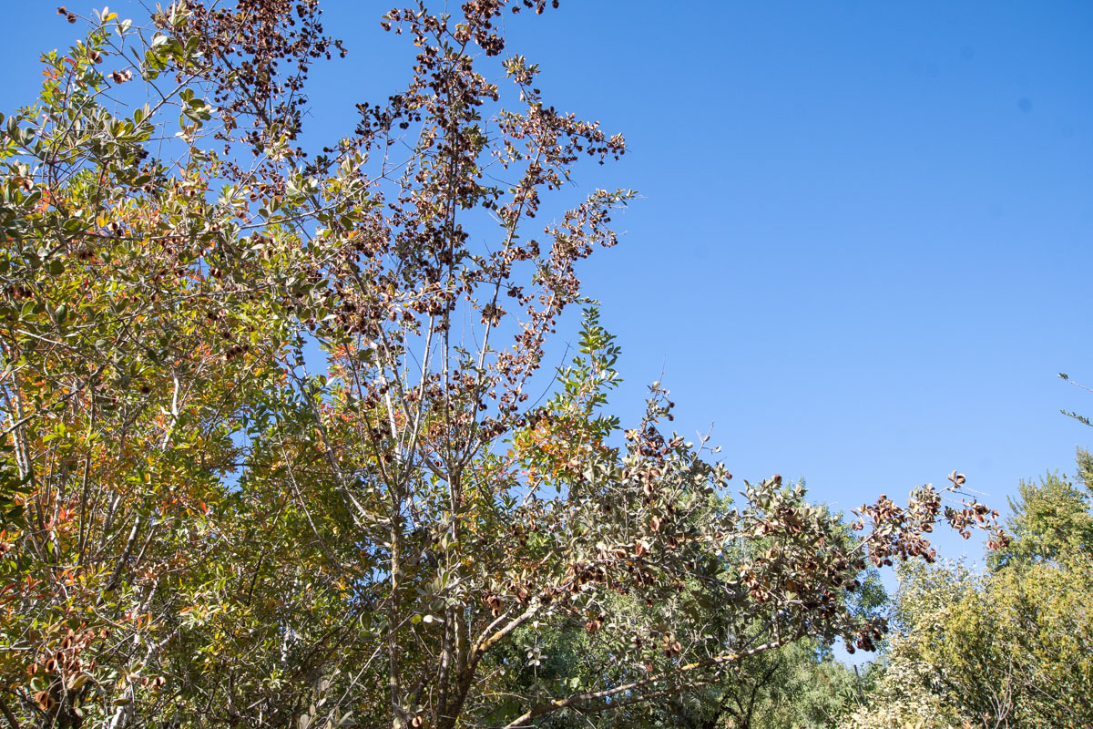 Image of Combretum molle specimen.