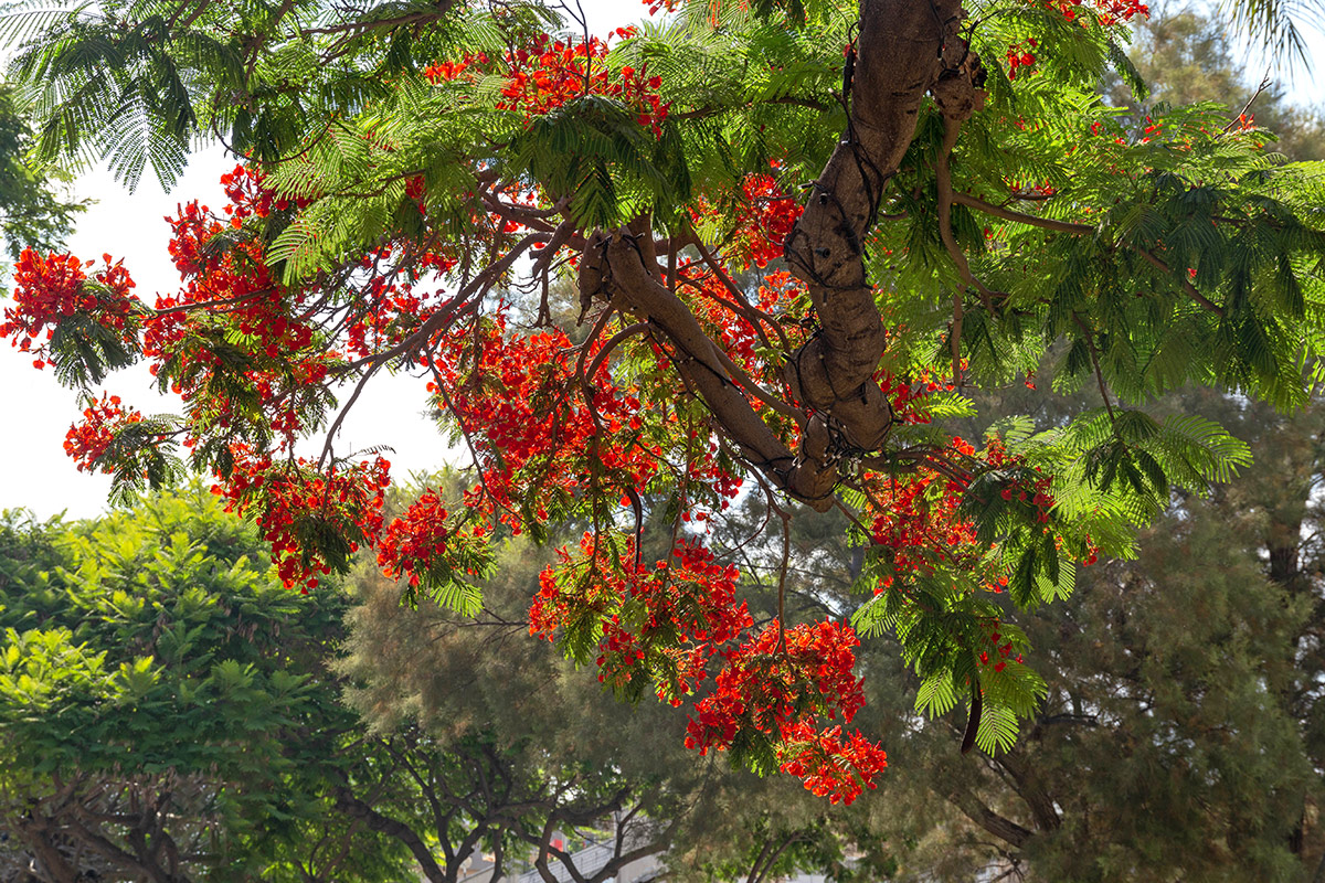 Изображение особи Delonix regia.