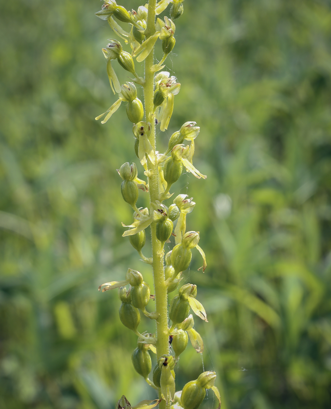 Image of Listera ovata specimen.