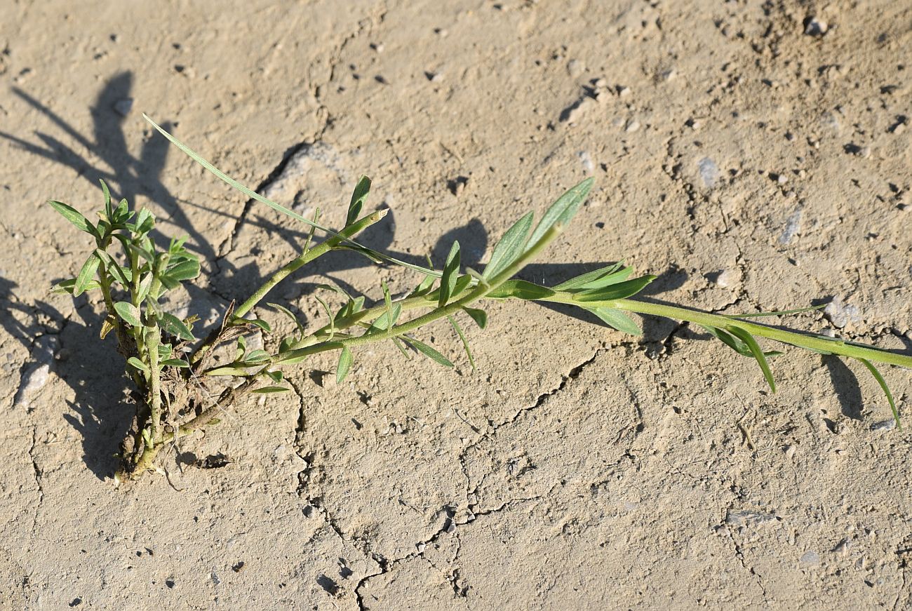 Image of genus Polygala specimen.