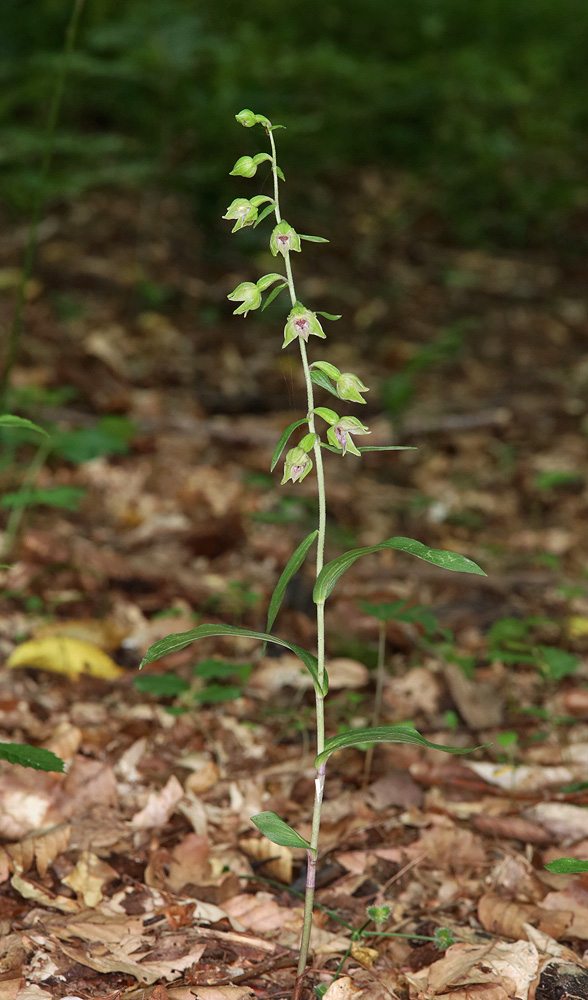 Изображение особи Epipactis leptochila.