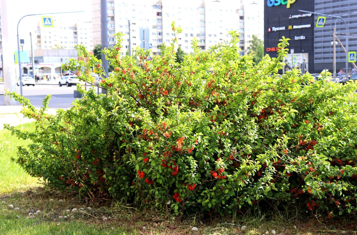 Image of Chaenomeles japonica specimen.