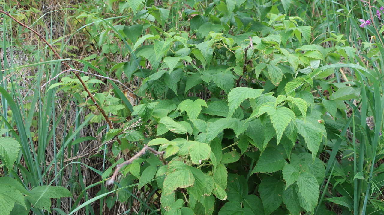 Изображение особи Rubus matsumuranus.