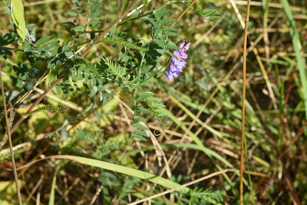 Изображение особи Vicia cracca.