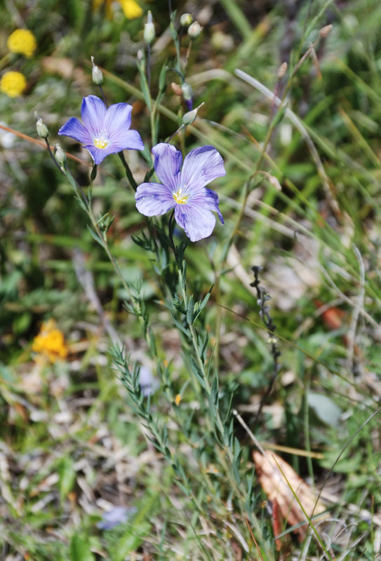 Изображение особи Linum altaicum.