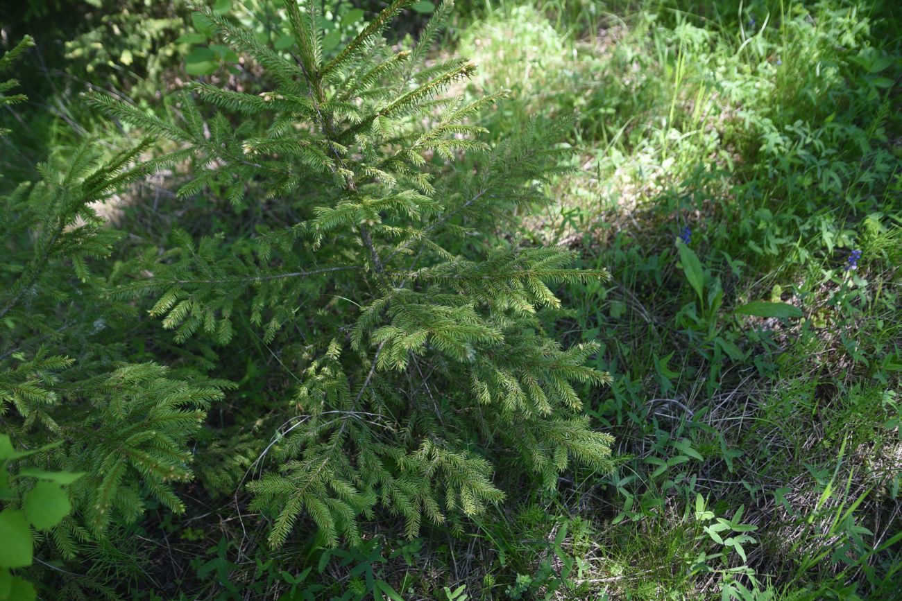 Image of Picea abies specimen.