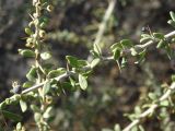 Lycium ruthenicum