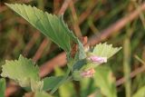 Althaea officinalis