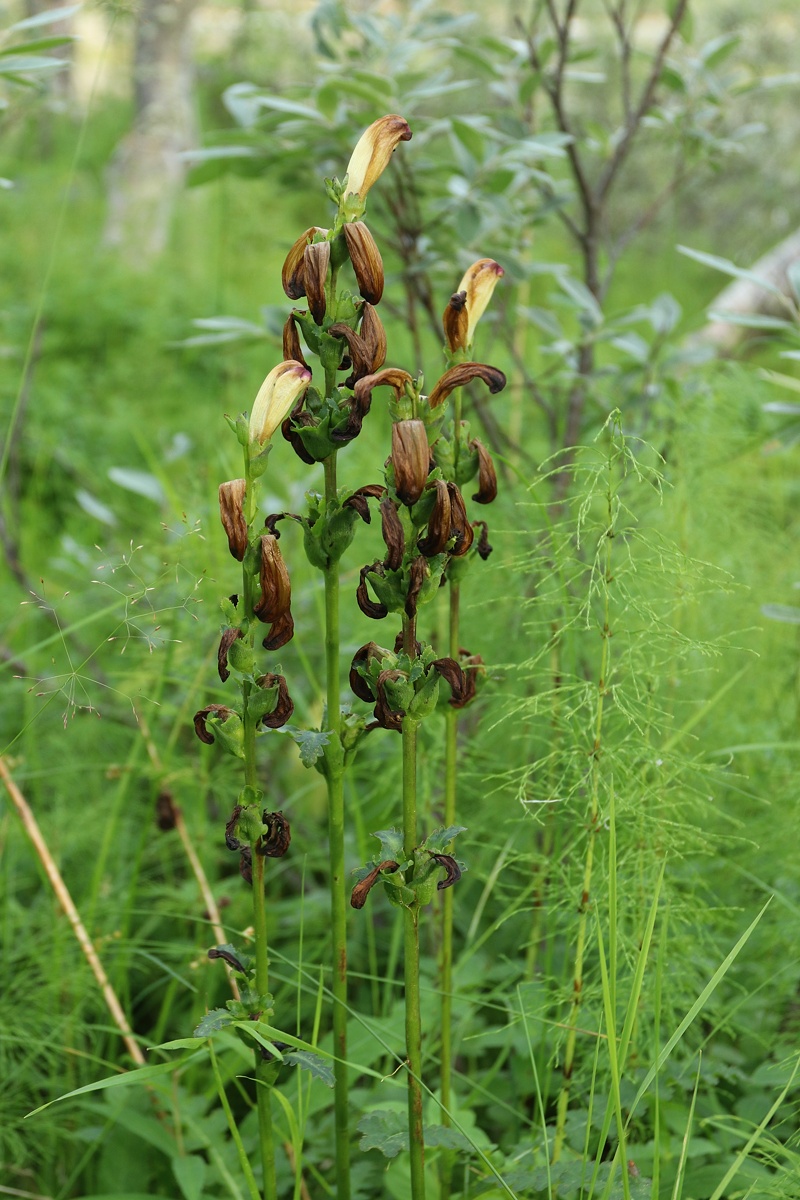 Image of Pedicularis sceptrum-carolinum specimen.