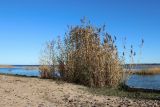 Phragmites australis