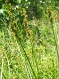 Carex otrubae