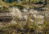 Hordeum jubatum. Плодоносящие растения. Пермский край, Ординский р-н, окр. с. Карьево, дол. р. Ирень, обочина полевой дороги. 6 августа 2022 г.