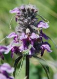 Phlomoides alpina