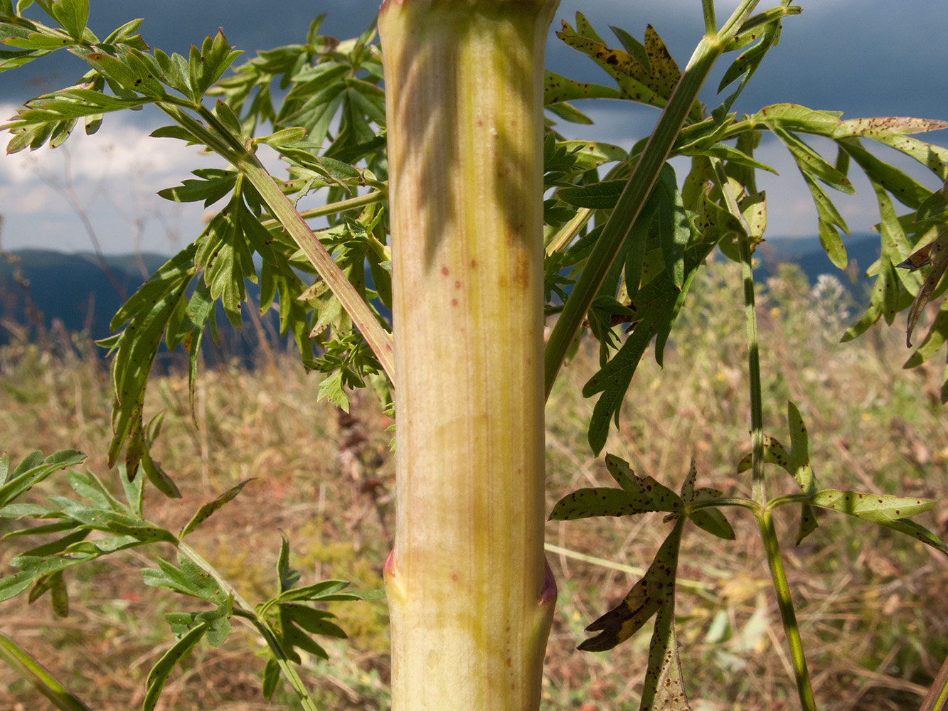 Image of Xanthoselinum alsaticum specimen.