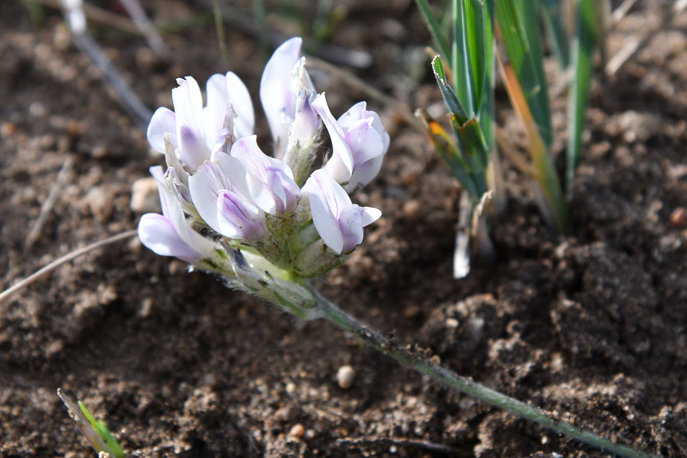 Изображение особи Oxytropis turczaninovii.