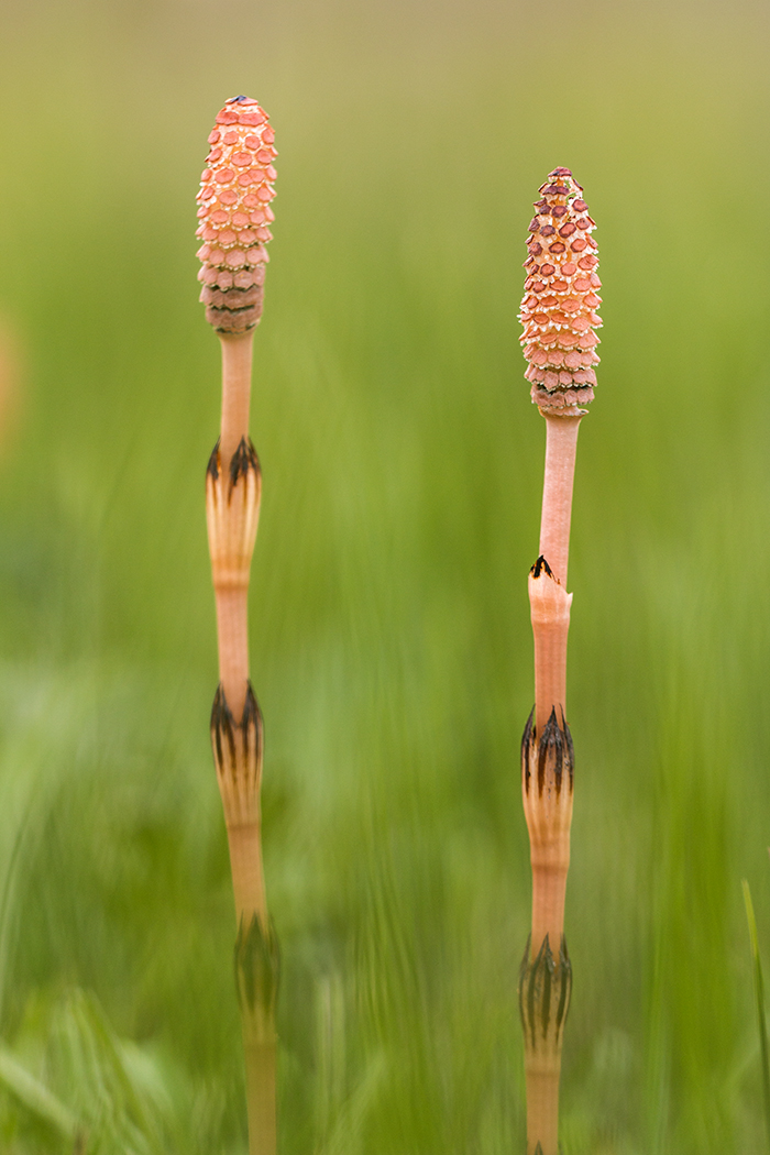 Изображение особи Equisetum arvense.