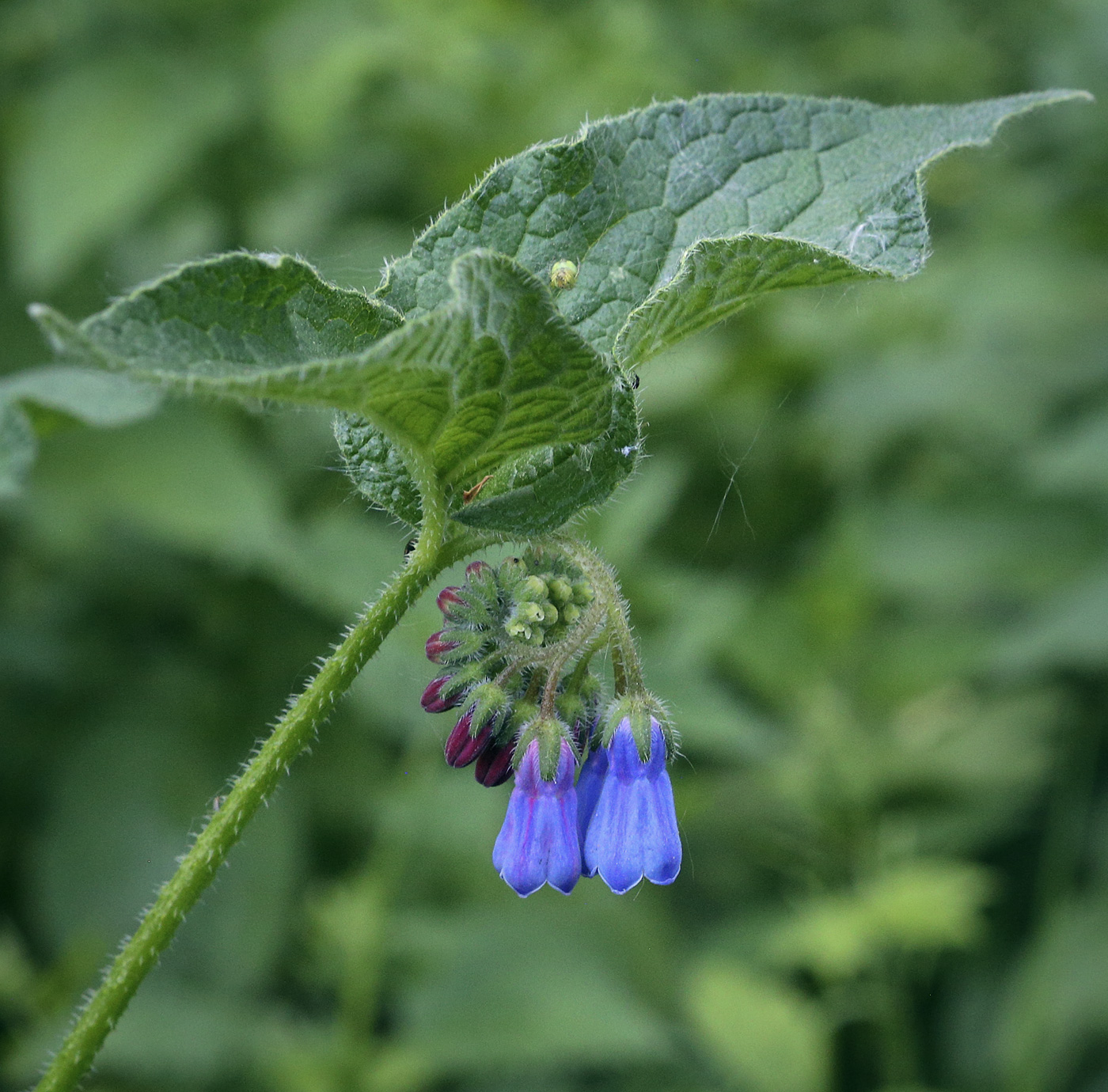 Изображение особи Symphytum asperum.