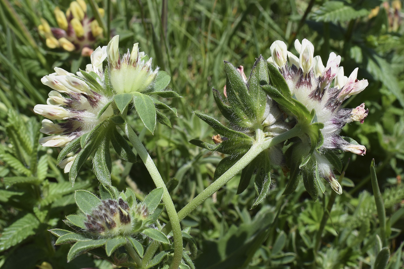 Изображение особи Anthyllis vulneraria.