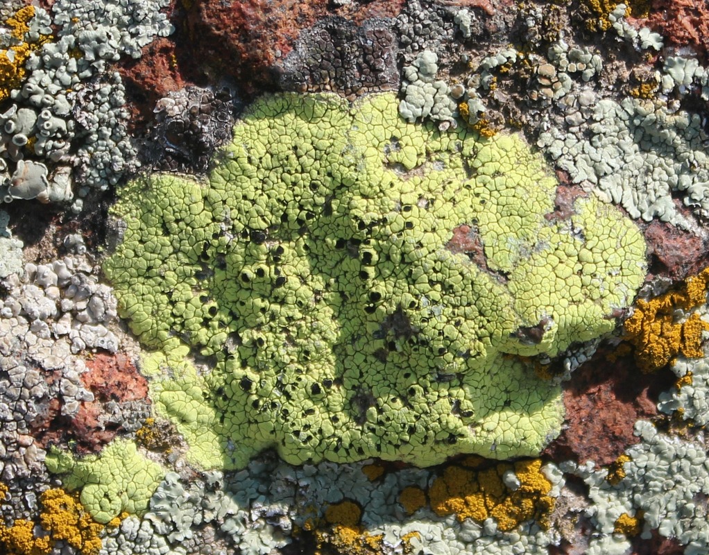 Изображение особи Rhizocarpon lecanorinum.