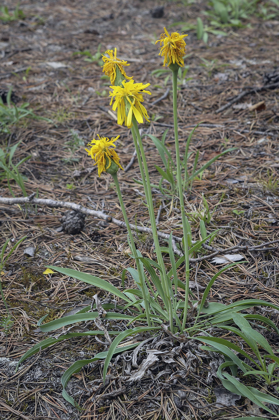 Image of Scorzonera glabra specimen.