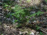 Dryopteris filix-mas. Взрослое растение. Московская обл., Раменский р-н, окр. ж.-д. платформы Хрипань, смешанный лес у ЛЭП (просека). 01.06.2023.