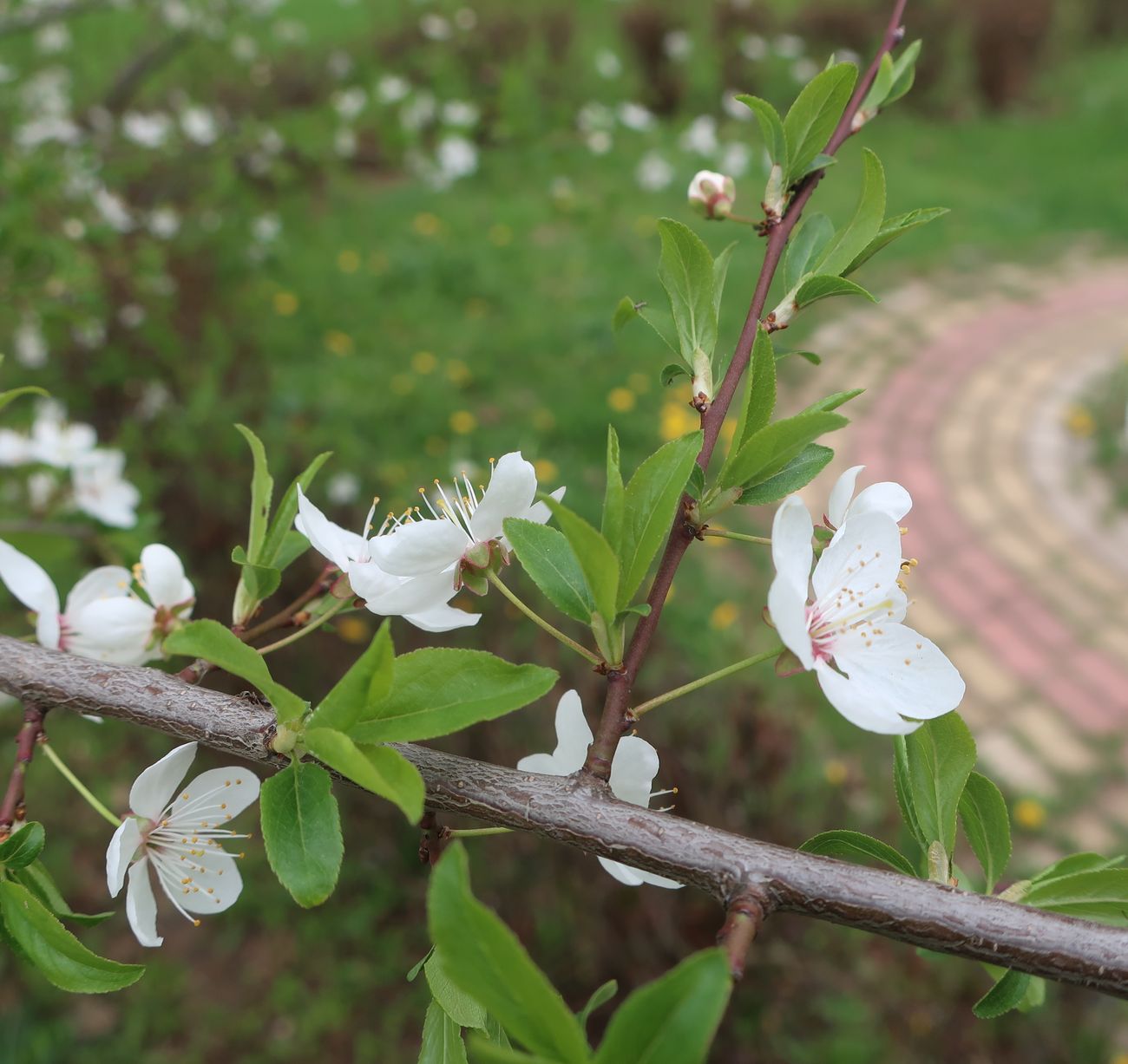 Изображение особи род Prunus.