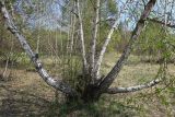 Betula platyphylla. Нижние части стволов. Иркутская обл., г. Шелехов, 1-й мкр., Култукский тракт. 21.05.2023.