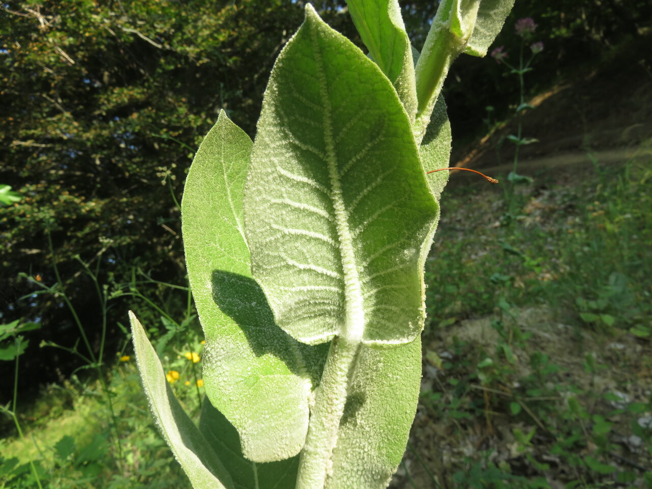 Image of Verbascum lagurus specimen.