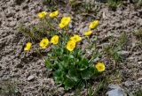 Ranunculus songaricus