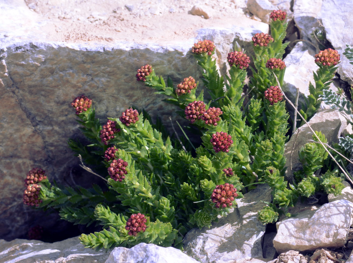 Image of Rhodiola heterodonta specimen.