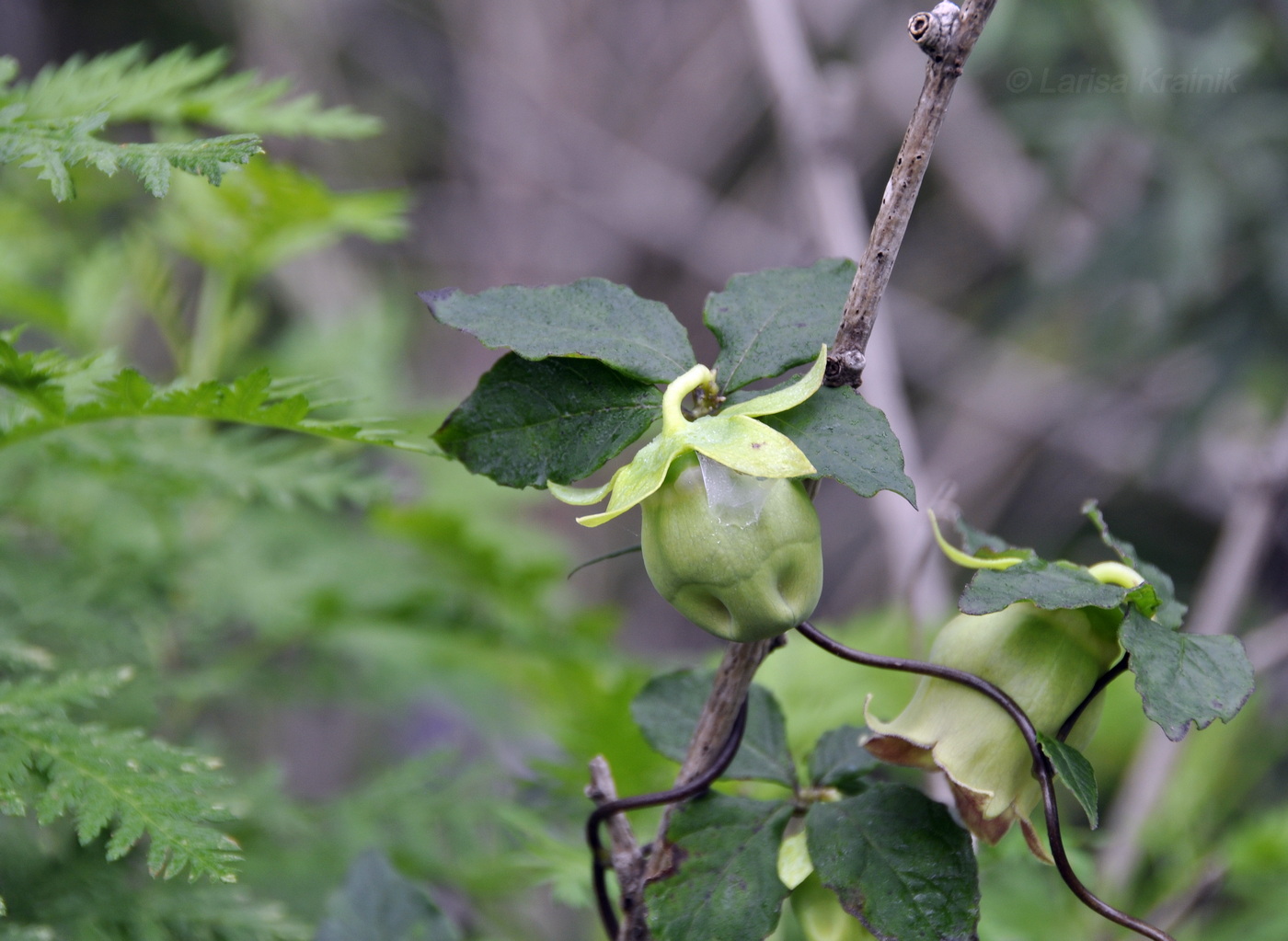 Изображение особи Codonopsis lanceolata.