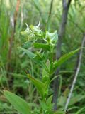 Halenia corniculata