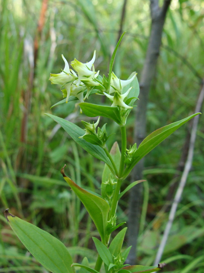 Изображение особи Halenia corniculata.