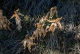 Gentiana cruciata. Отплодоносившие растения с увядшими листьями. Крым, гора Северная Демерджи, степной склон. 30.10.2021.