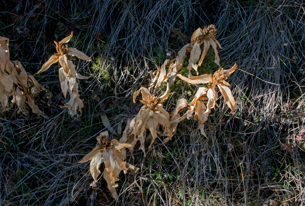 Изображение особи Gentiana cruciata.