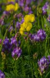 Lathyrus pratensis. Верхушка побега с соцветием среди цветущих побегов Astragalus danicus. Свердловская обл., Карпинский ГО, окр. Башенёвсого моста, долина р. Каква, зарастающий галечник. 9 июня 2023 г.