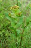 Image of taxon representative. Author is Лина Вальдшмит